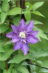 ee48d8a6-IMG_7079 klimatis.jpg